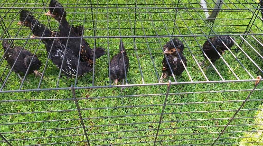 Padua kuikens, Dieren en Toebehoren, Pluimvee, Geslacht onbekend