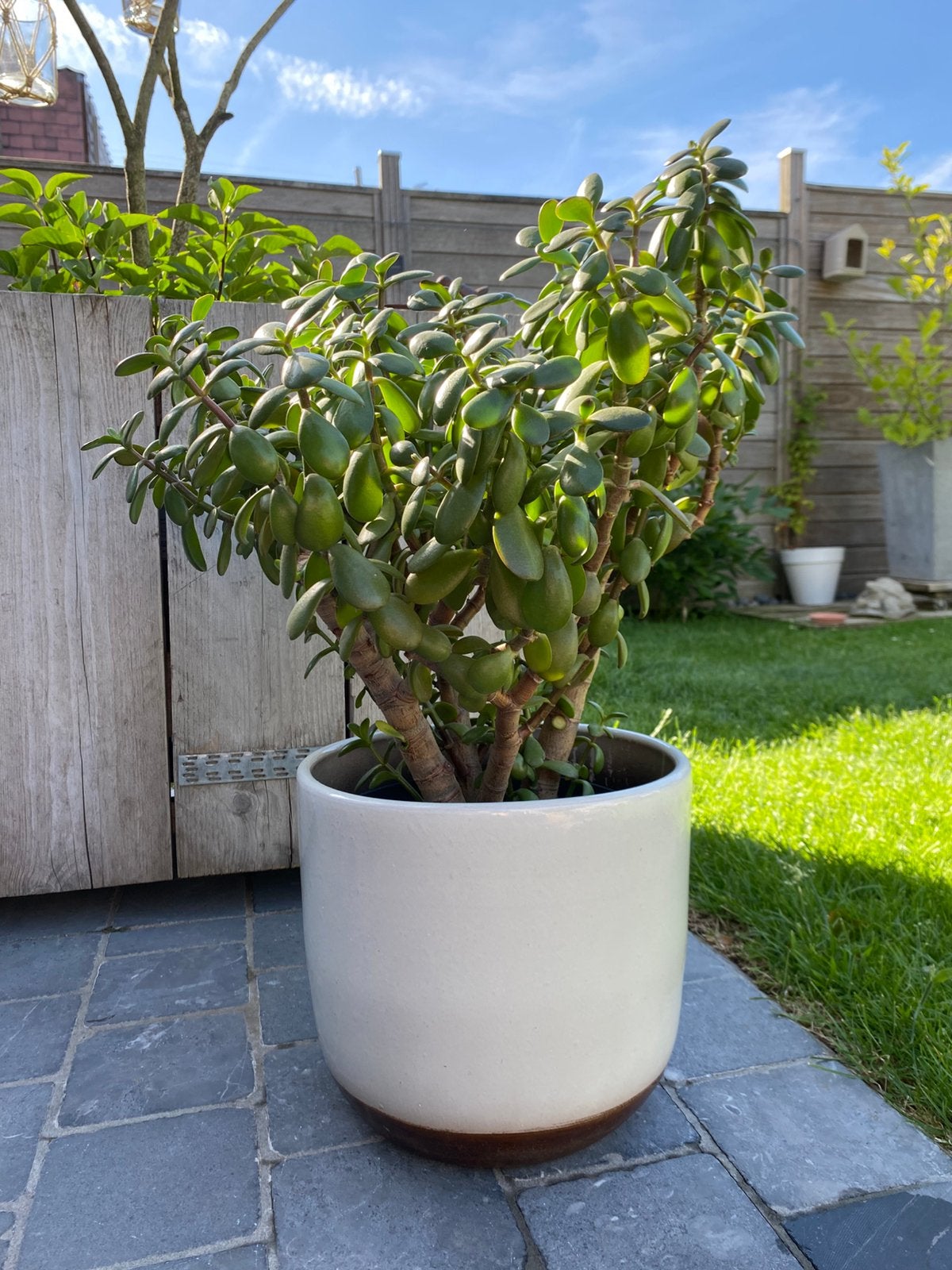 Crassula Ovata/Plante de jade, Jardin & Terrasse, Plantes | Arbres, Enlèvement