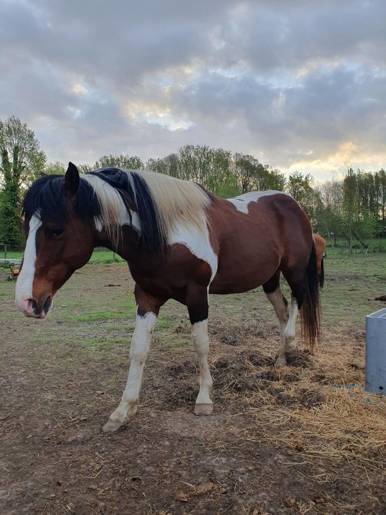 Qaurter ter dekking, Animaux & Accessoires, Chevaux, Étalon