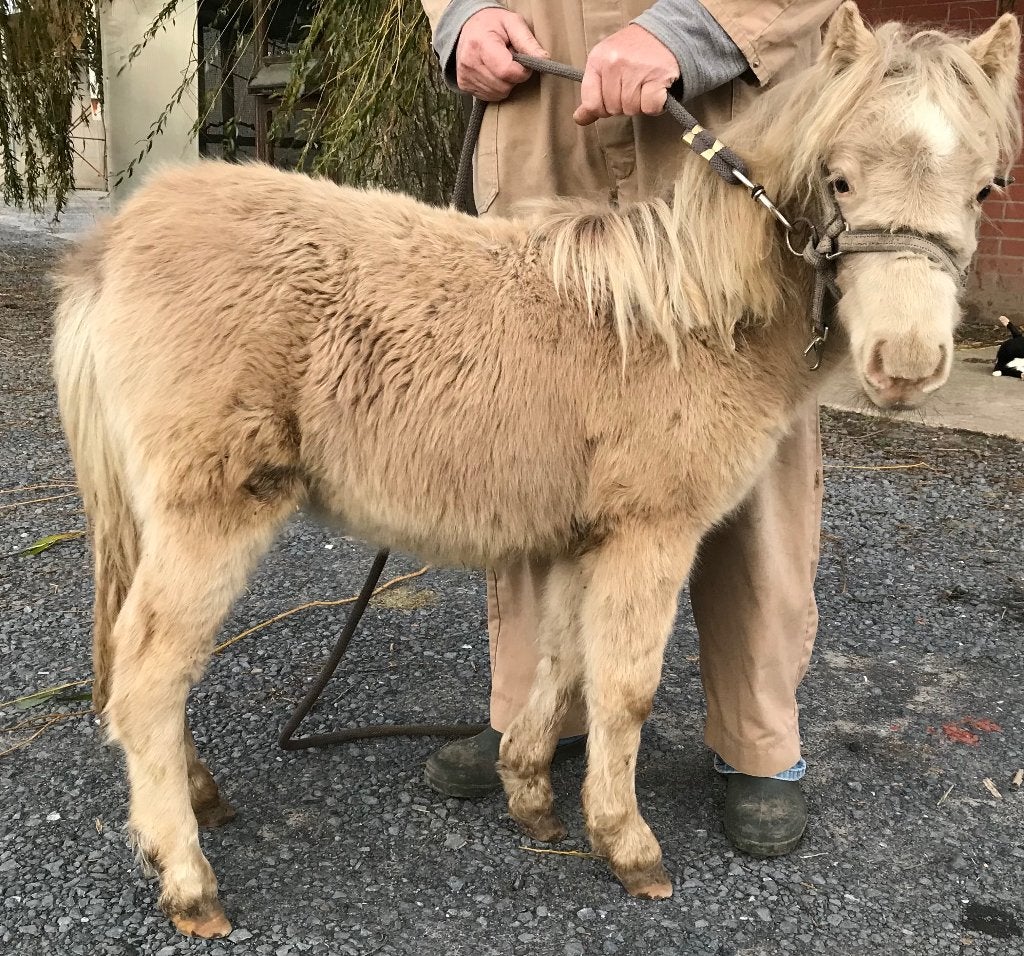 Minipaardje, Dieren en Toebehoren, Hengst, Niet van toepassing, Gechipt, 0 tot 2 jaar