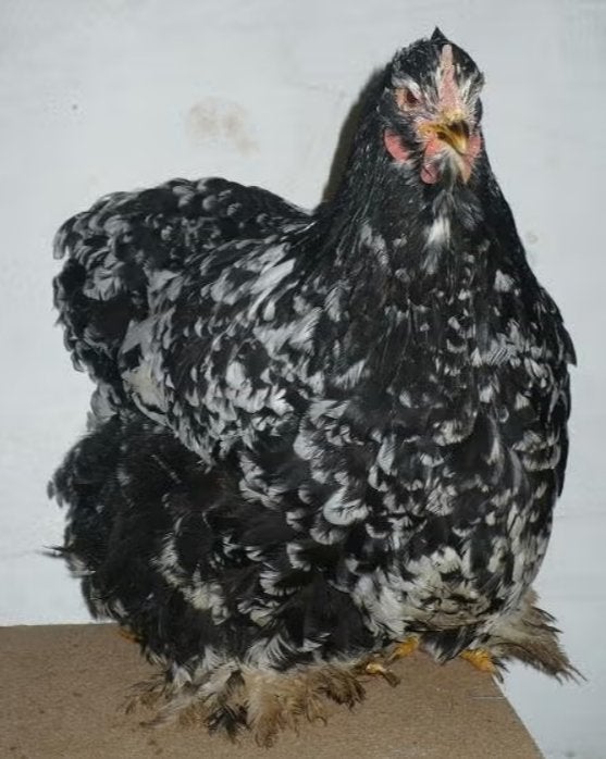 Cochin Groothoender Zwart wit gepareld, Dieren en Toebehoren, Pluimvee, Meerdere dieren, Kip