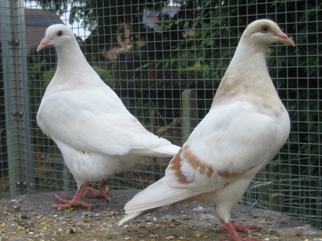 Texan duiven, Dieren en Toebehoren, Vogels | Duiven