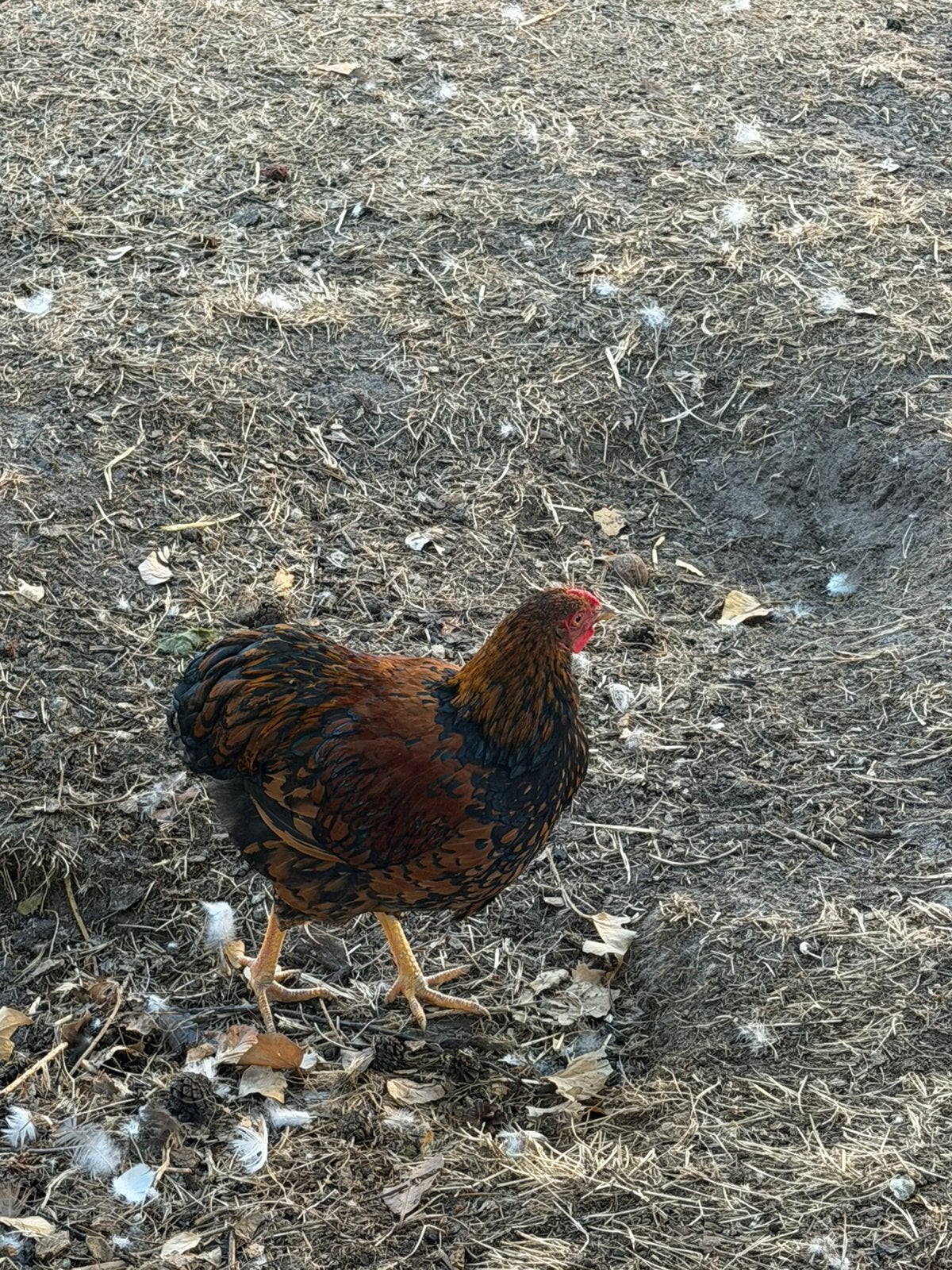 Haantje gratis, Dieren en Toebehoren, Pluimvee, Mannelijk, Kip