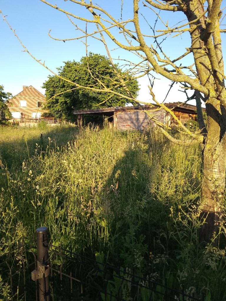 Kleine wei voor schapen te laten grazen, Mouton