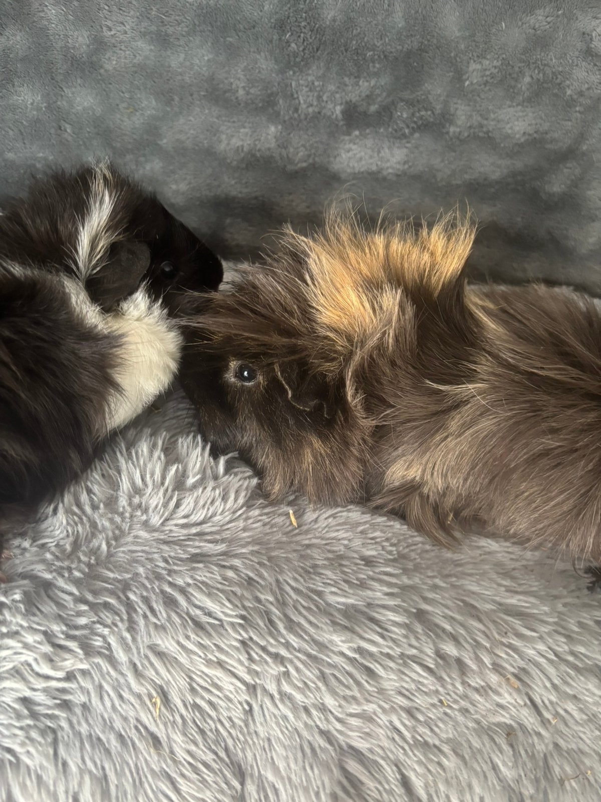 2 super mooie peruvian cavia beertjes.liefst zsm, Dieren en Toebehoren, Juli, Mannelijk, Cavia