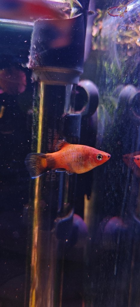 Platy vis 1x vrouwtje + 1x baby GRATIS, Vis, Zoetwatervis, Schoolvis