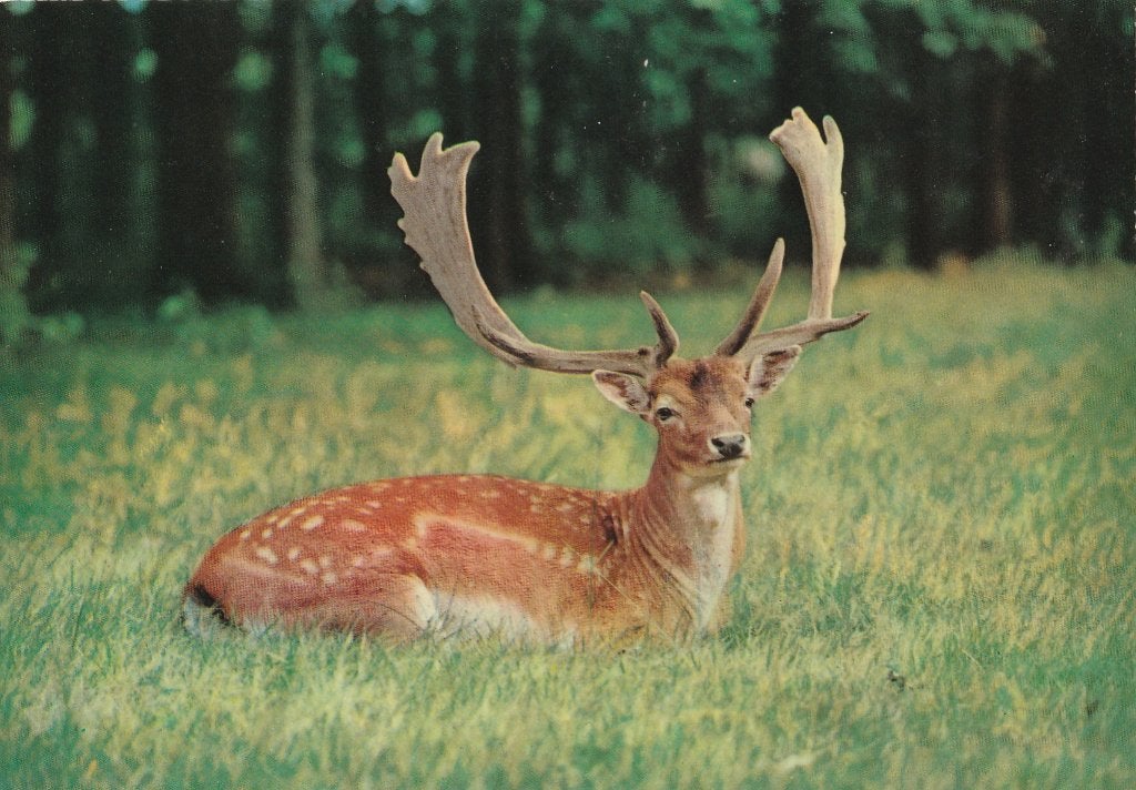 DAMHERT, Envoi, Non affranchie, Animal sauvage