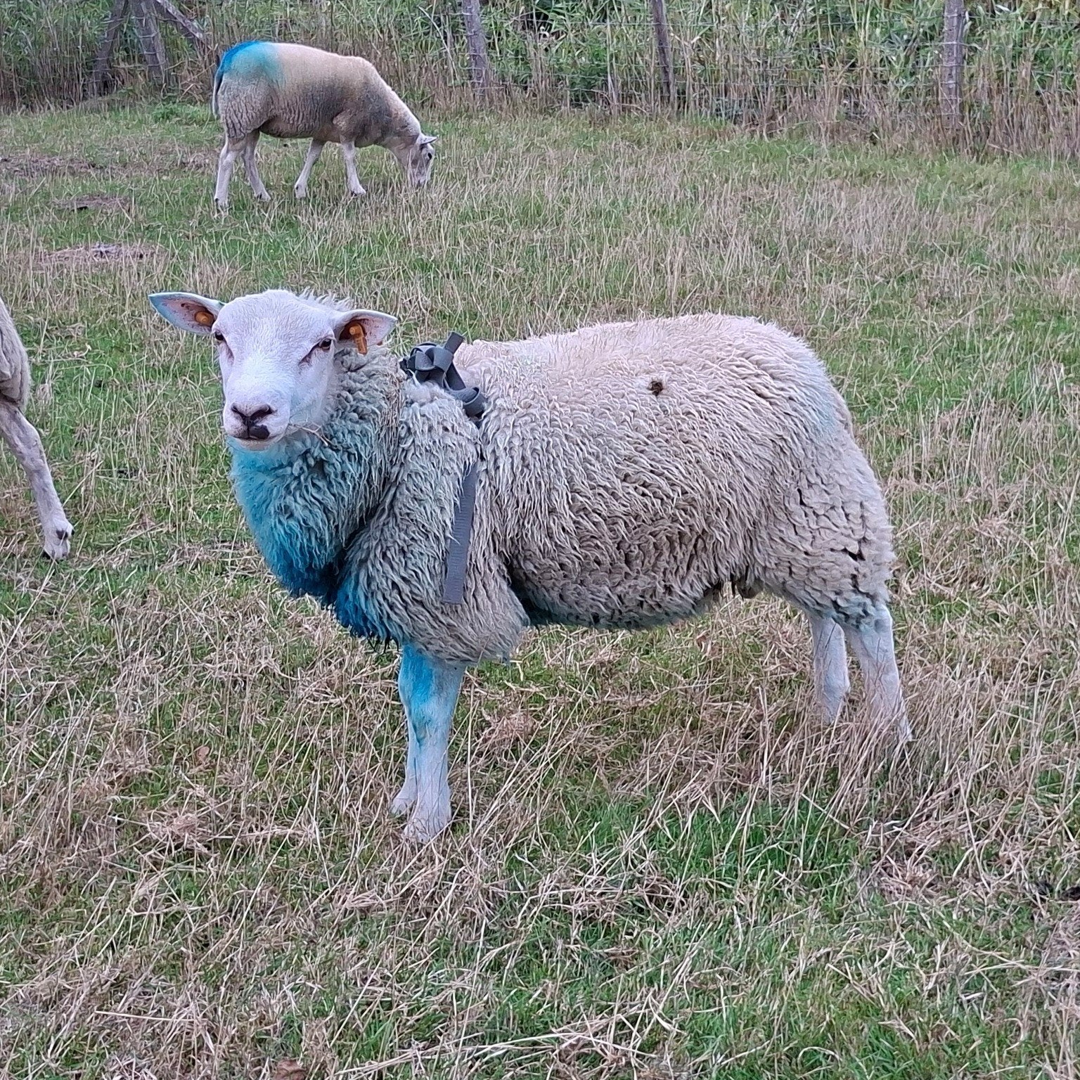 stamboek swifter dekram vrij vanaf 4 oktober, Mâle, Mouton, 0 à 2 ans