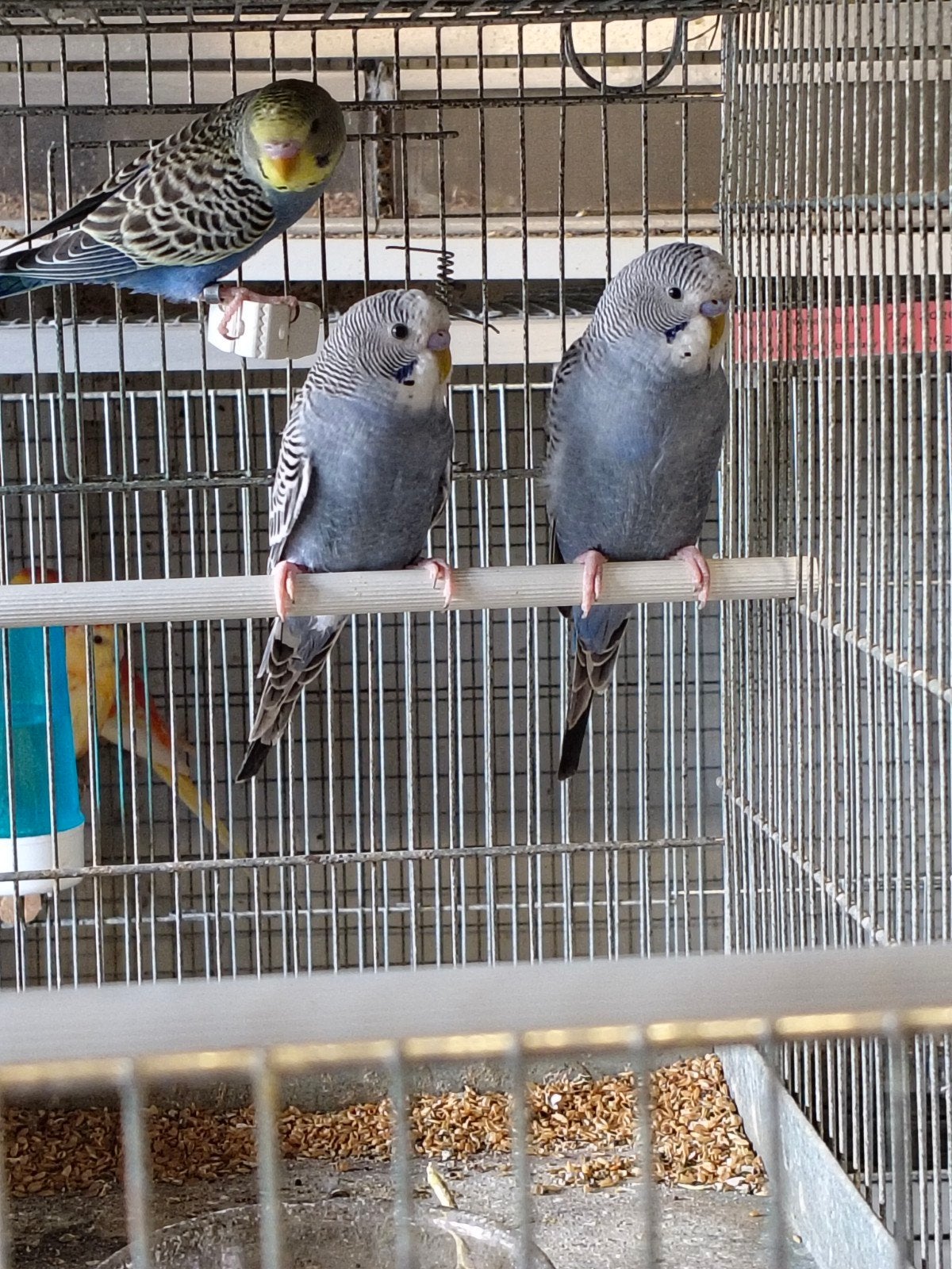 parkietjes met kooi, Dieren en Toebehoren