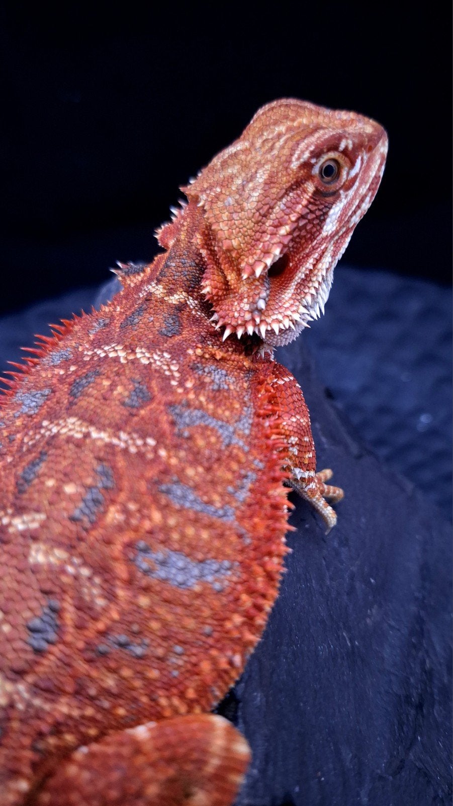 50% Red Monster Extreme Blue Tiger Baardagaam Vrouw, Hagedis, 0 tot 2 jaar