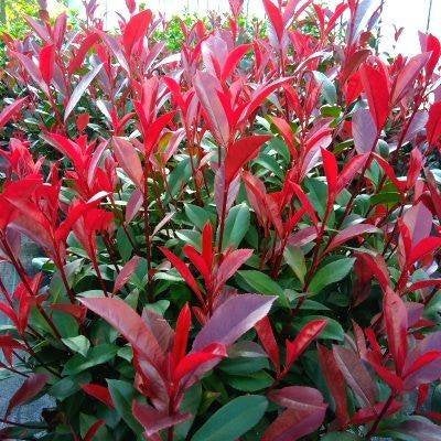 Photinia Carré Rouge glansmispel - potgekweekt, Jardin & Terrasse, Envoi, Haie, Moins de 100 cm