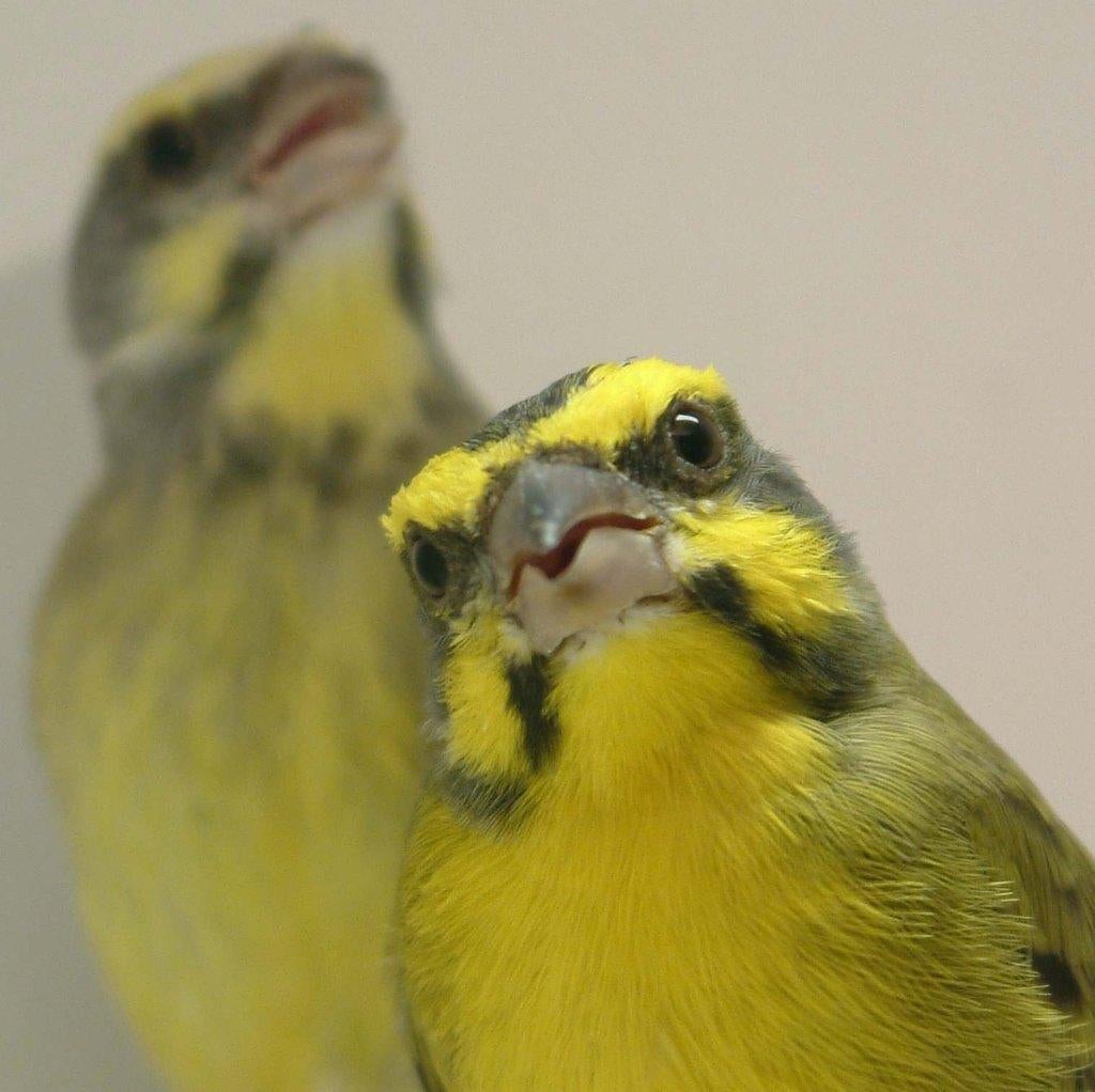 Tropische vogels huisvesten met Avicultuur-LED verlichting, Tropenvogel