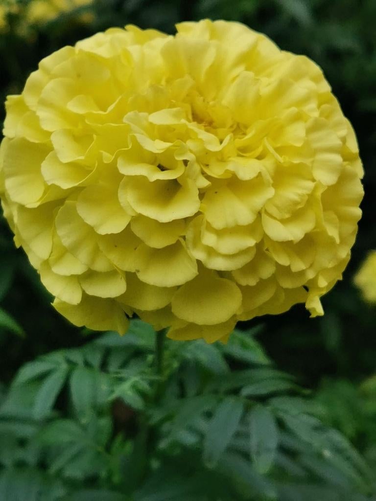 20 zaden hoge Tagetes erecta Man on the moon lime-geel, Tuin en Terras, Verzenden, Voorjaar, Zaad