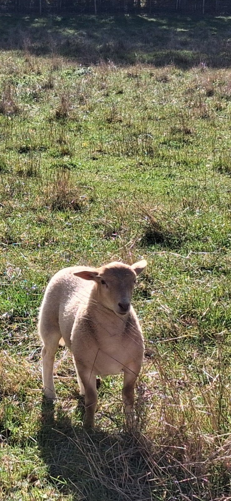 Ram Dorper kruising, Animaux & Accessoires, Mâle, Mouton, 0 à 2 ans