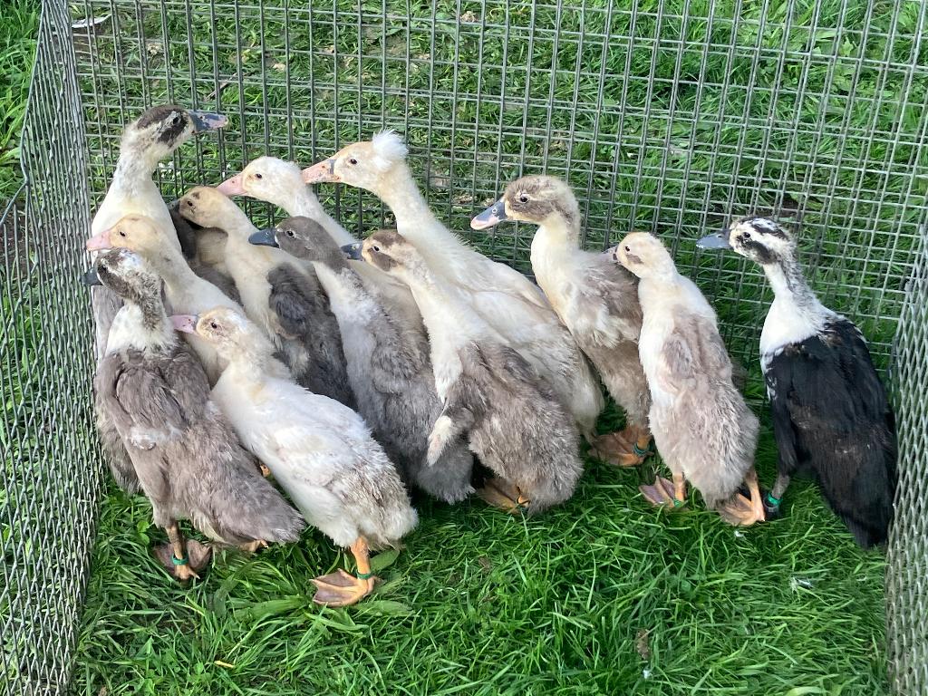 Loopeend vrouwtjes, Dieren en Toebehoren, Vrouwelijk, Eend