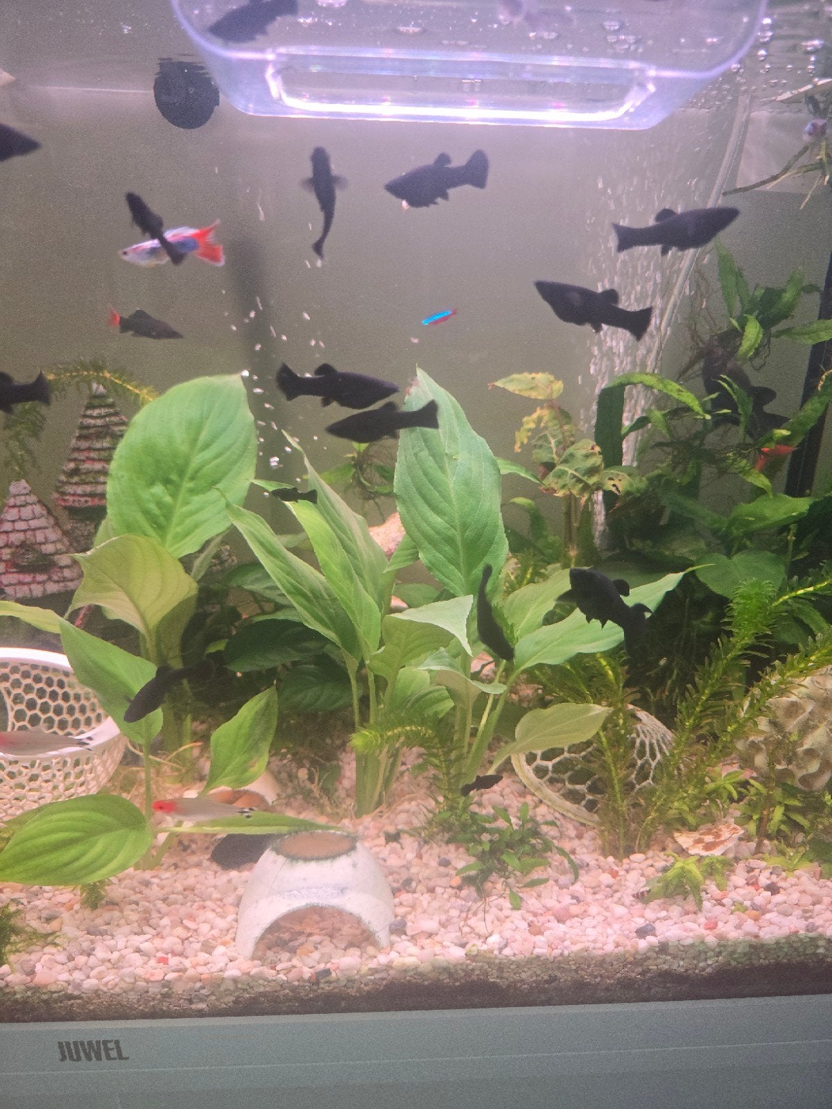 Black molly, Dieren en Toebehoren