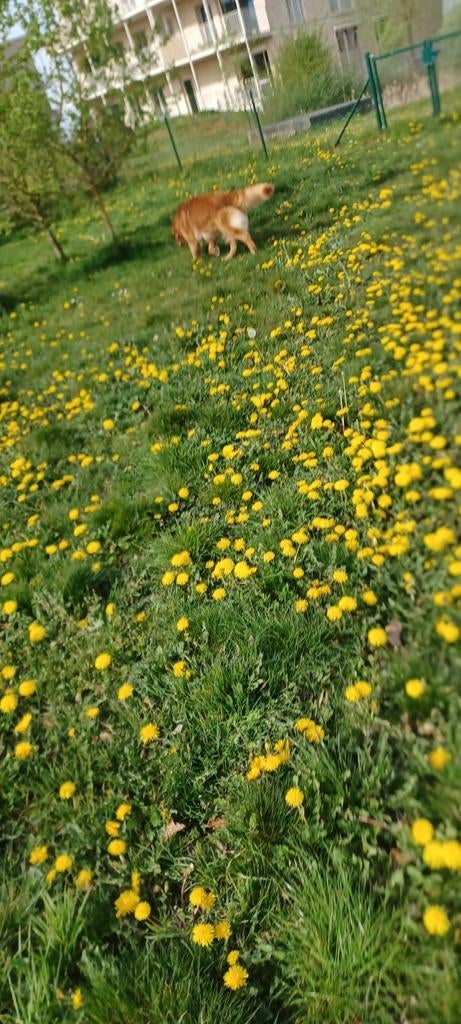 Omheinde kleine weide gezocht in de buurt van Kruisem,, Dieren en Toebehoren