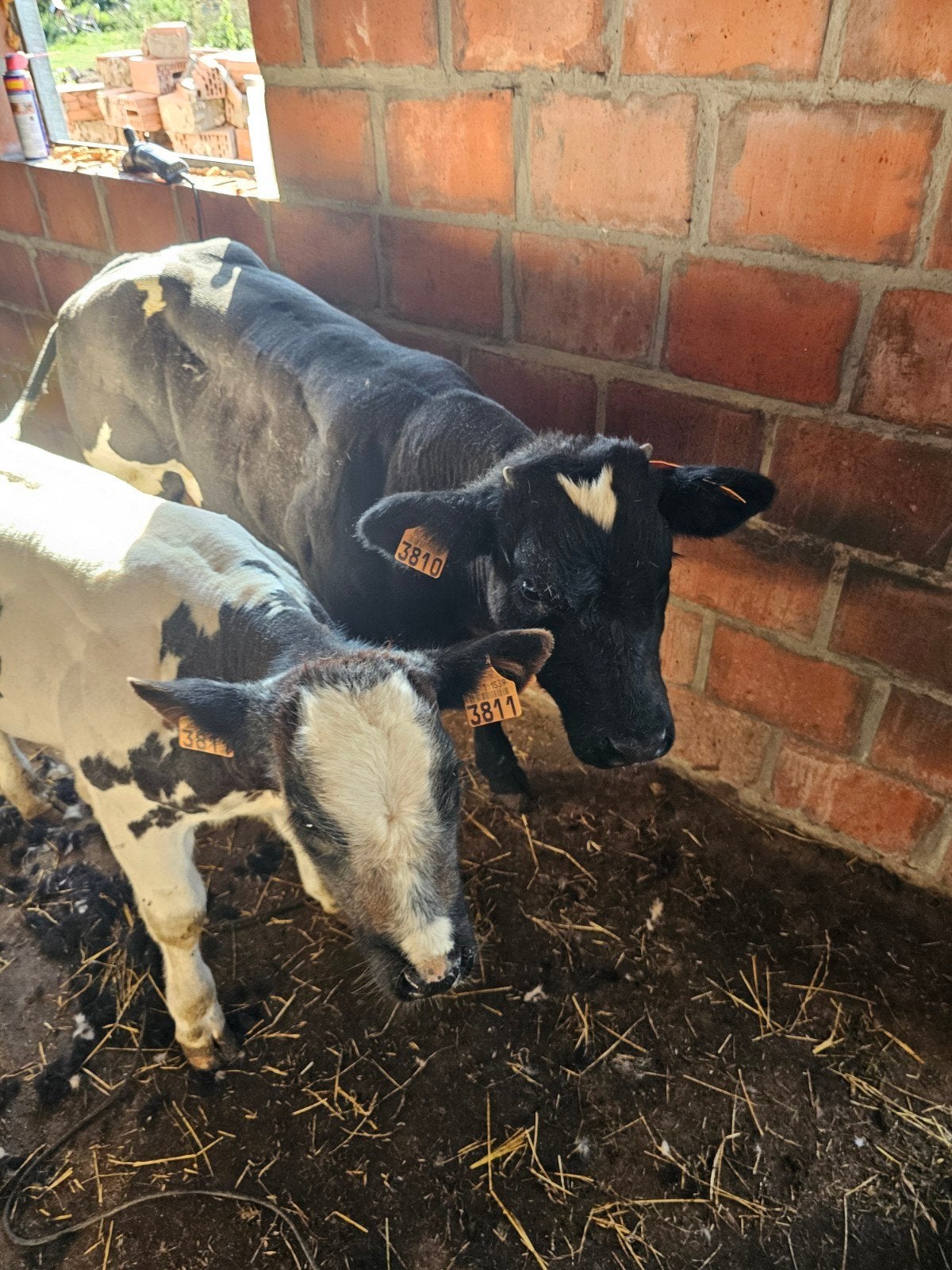 Belgisch blauw wit runderen, kalf vaars stier