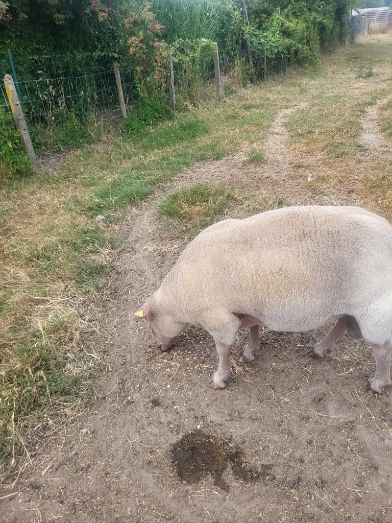 Dekram, Dieren en Toebehoren