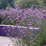 verbena bonairensis  pot  H 70cm a 90 cm SOLDEN nog 12 stuks, Tuin en Terras, Planten | Tuinplanten, Ophalen
