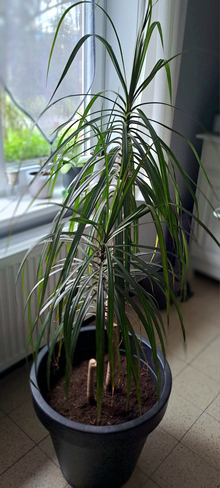 Plante d'intérieur belle et beau cache pot 50 a saisir ↙️, Maison & Meubles, Plantes d'intérieur, Autres espèces, En pot, Plante à fleurs