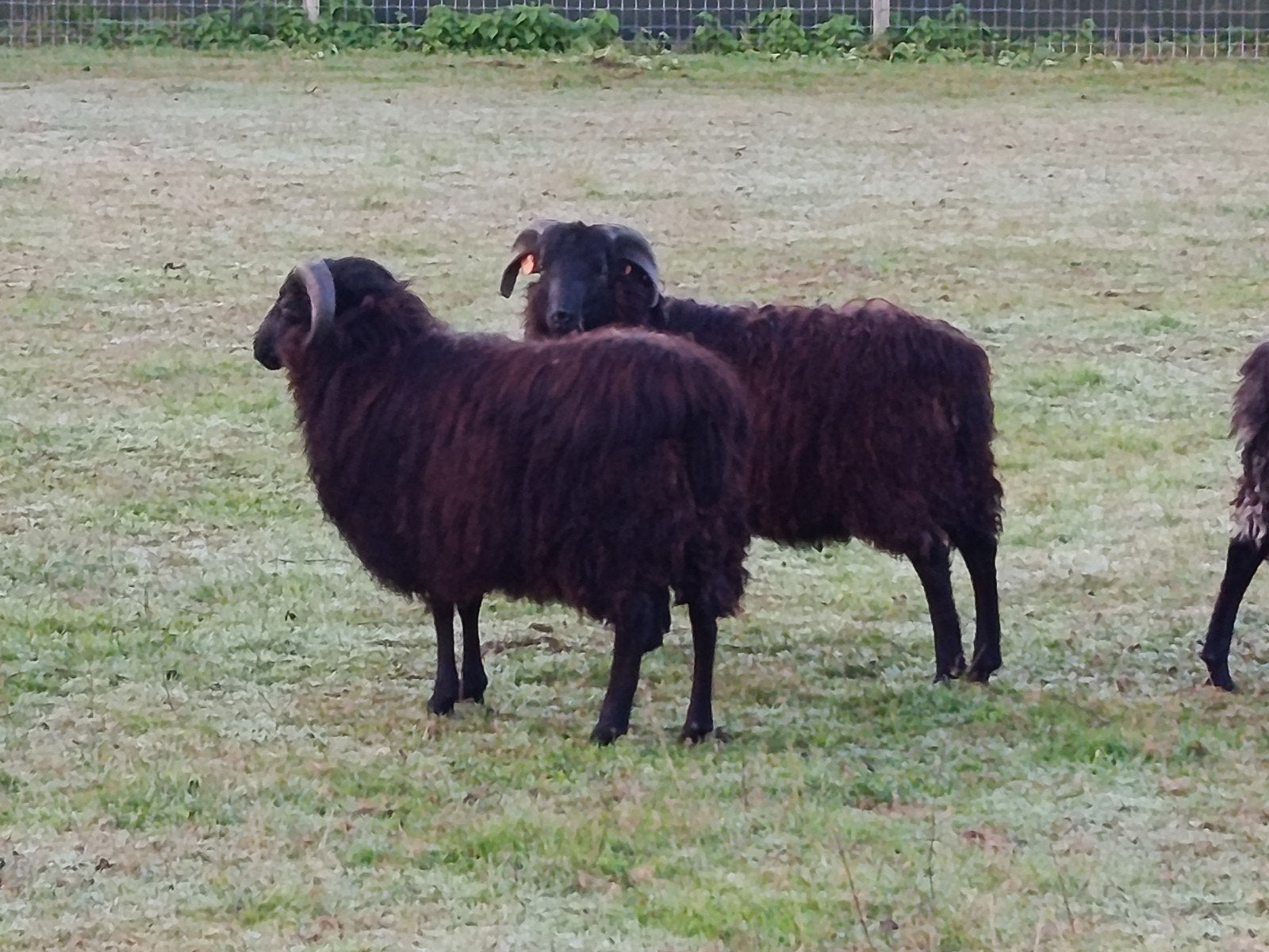 jonge rammen