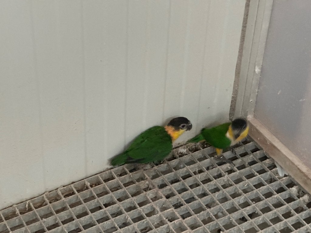 Koppel zwartkop Caiques, Dieren en Toebehoren, Meerdere dieren, Papegaai