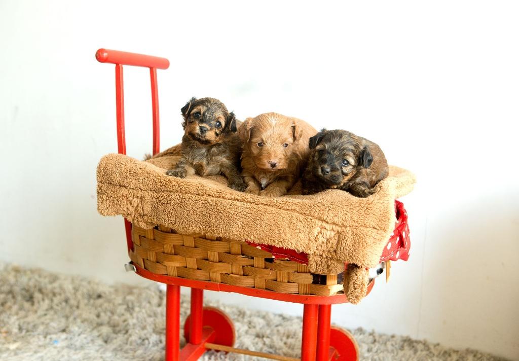 Schattige hypoallergene mini pups, Dieren en Toebehoren, Honden | Chihuahua's en Gezelschapshonden, Parvo, België, Fokker | Hobbymatig