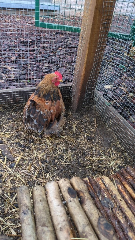 Cochin kriel haantje, Mâle, Poule ou poulet