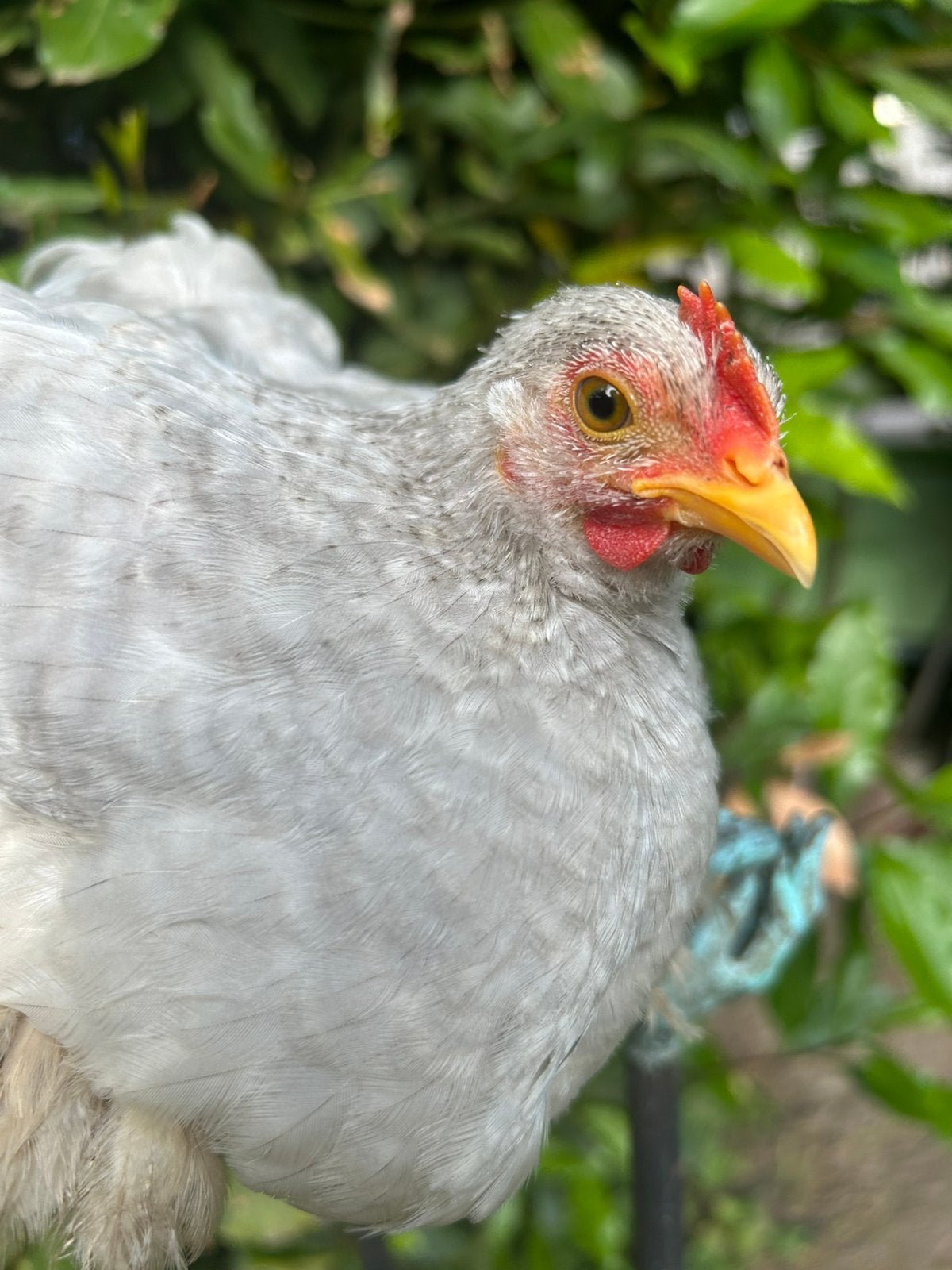 Cochin haantje (parel grijs), Dieren en Toebehoren, Mannelijk, Kip