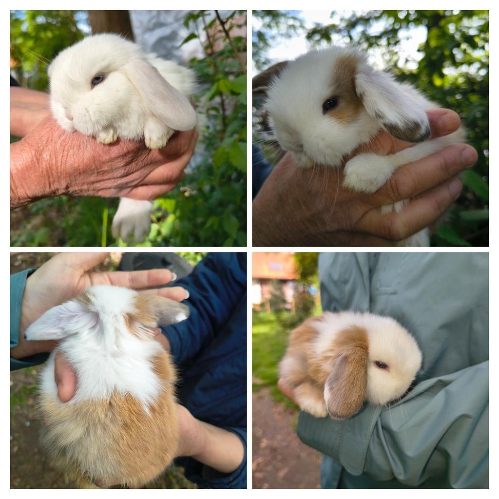 Prachtige NHD dwergkonijn tjes, Dieren en Toebehoren, Meerdere dieren, Dwerg, Hangoor, 0 tot 2 jaar