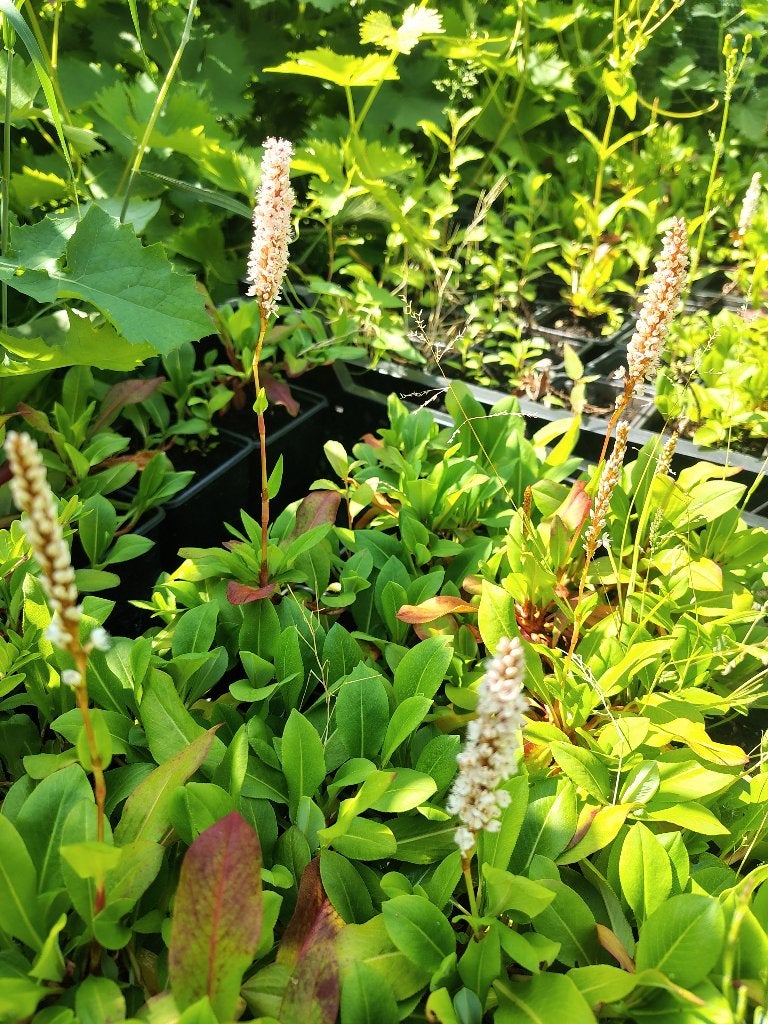 Persicaria Darjeerling Red (Duizendknoop) P9, Tuin en Terras, Ophalen, Vaste plant