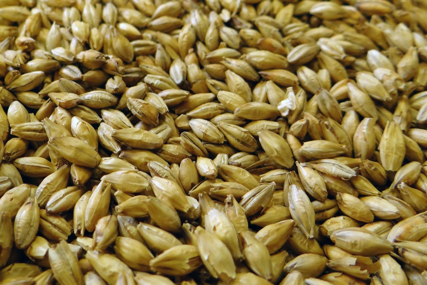 Gerst, Ophalen, Nieuw, Eten en Drinken