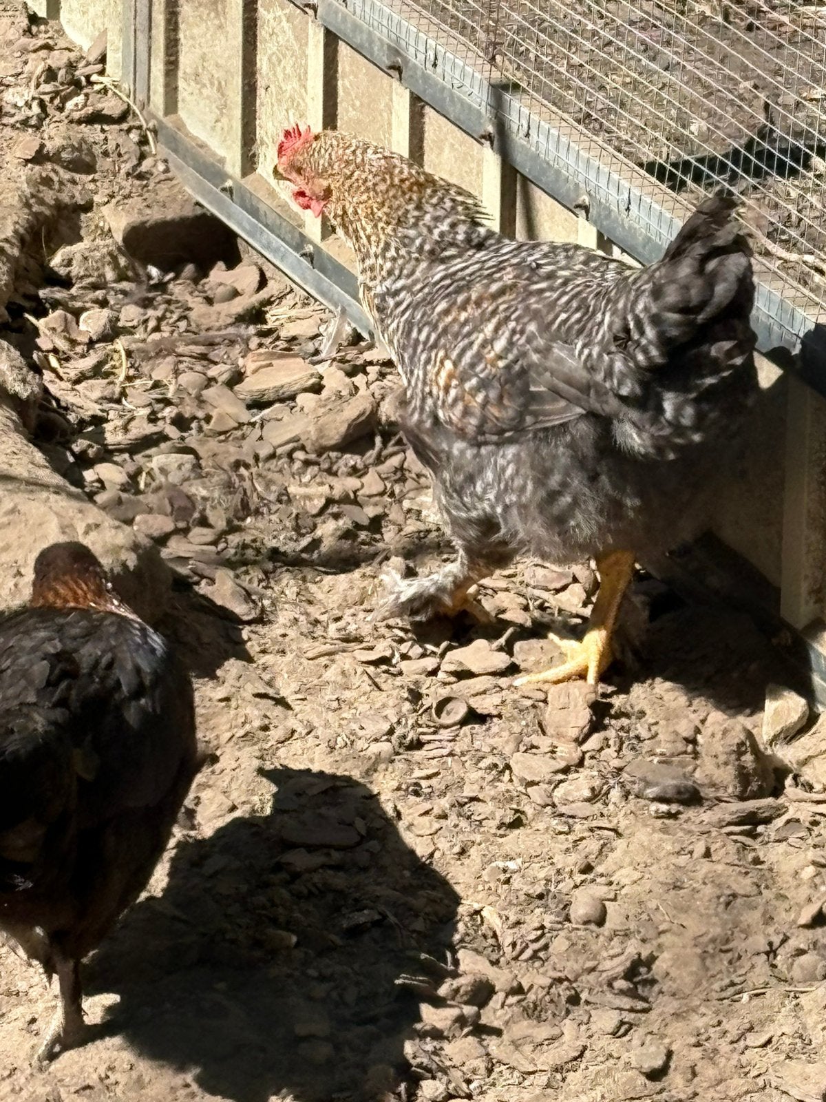 Haan Mechelse Koekoek, Dieren en Toebehoren, Pluimvee, Mannelijk, Kip