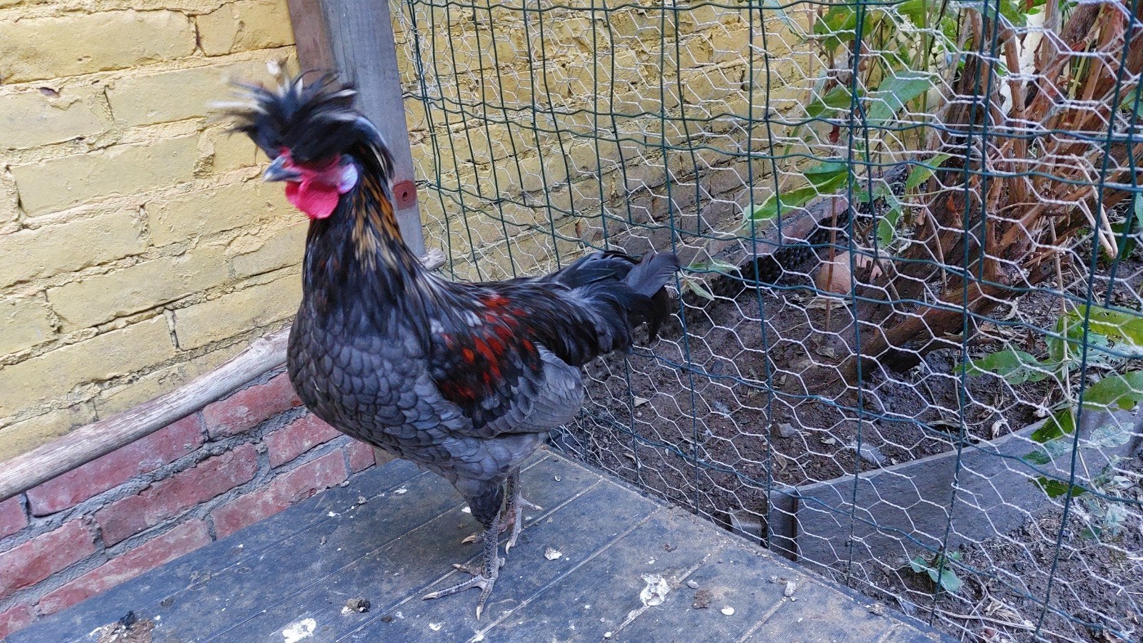 Hollandse kuif (haan), Dieren en Toebehoren