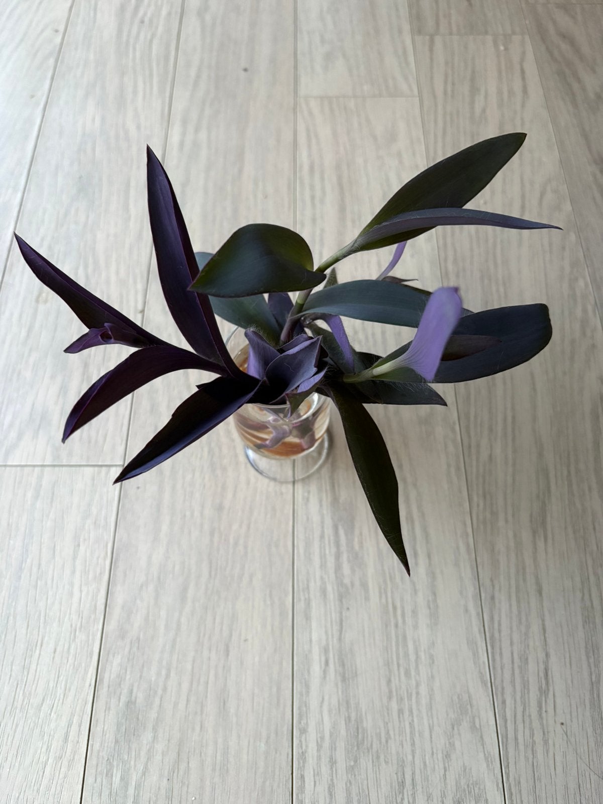 Boutures Tradescantia Pallida, Plante à fleurs, Enlèvement ou Envoi, Autres espèces, Moins de 100 cm