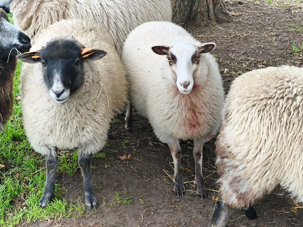 Jonge ooien, Dieren en Toebehoren