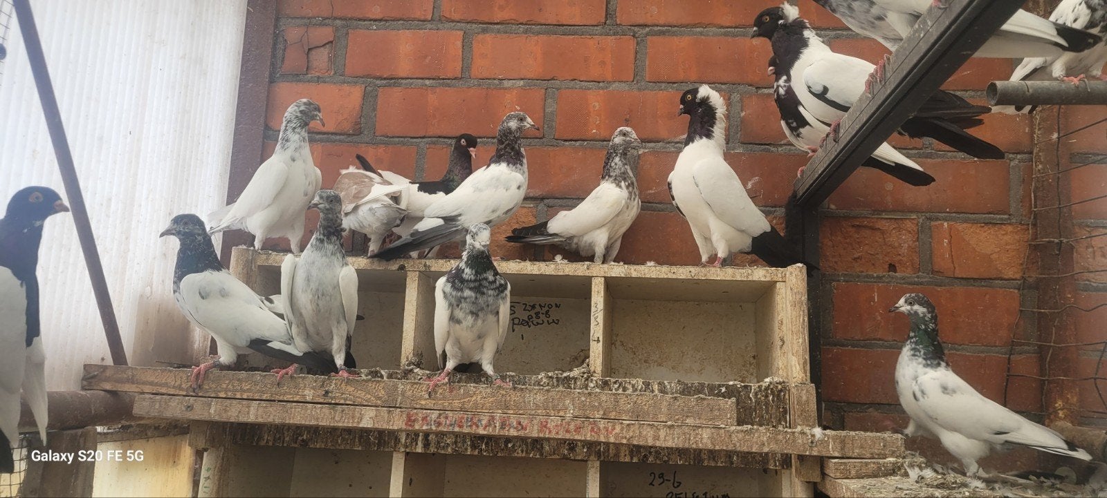 Les meilleurs joueurs pakistanais, Animaux & Accessoires