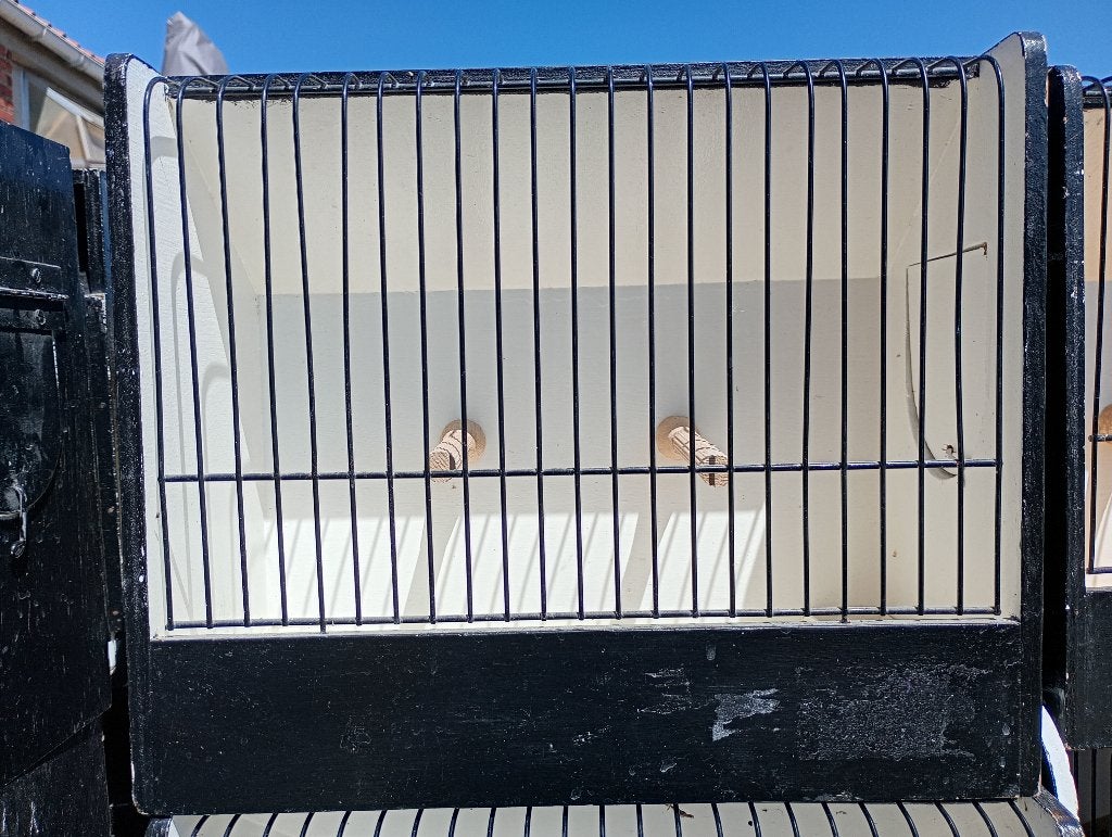 Cages de concours de canaris, Enlèvement, Utilisé, Bois, Cage à oiseaux