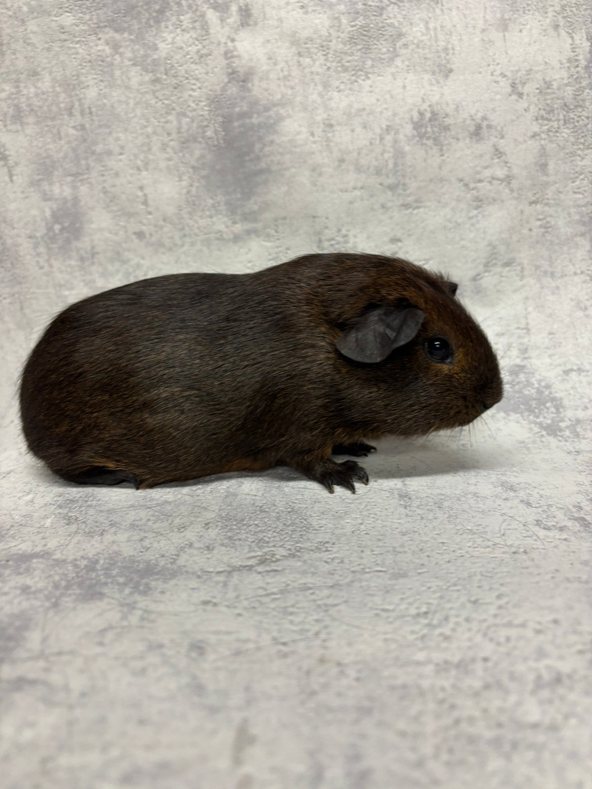 Cavia goudagouti beertje, Animaux & Accessoires, Août, Mâle, Cobaye