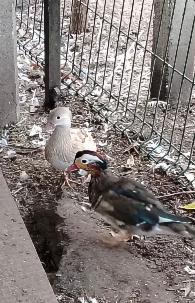 Mandarijn eenden, Dieren en Toebehoren, Eend