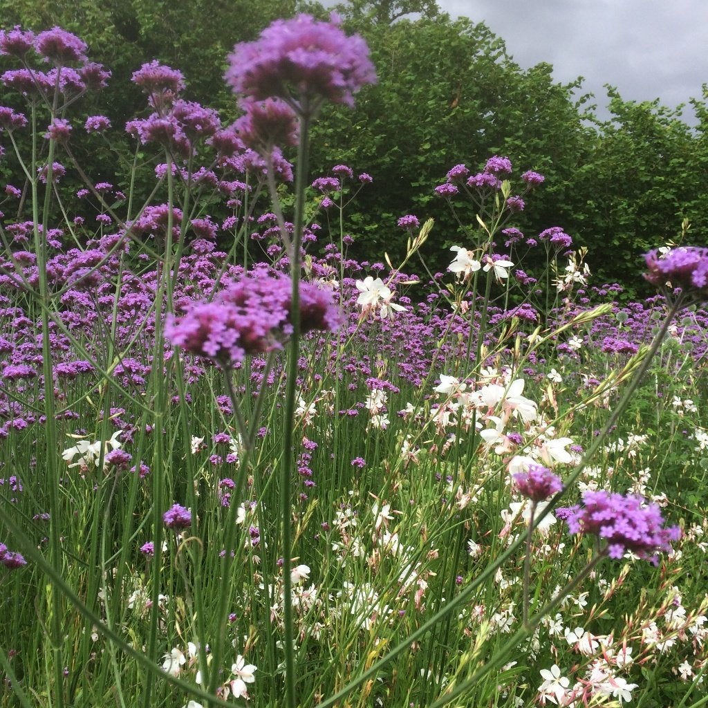 30 graines de Verbena bonariensis - Fer hard, Envoi, Toute l'année, Plein soleil, Graine