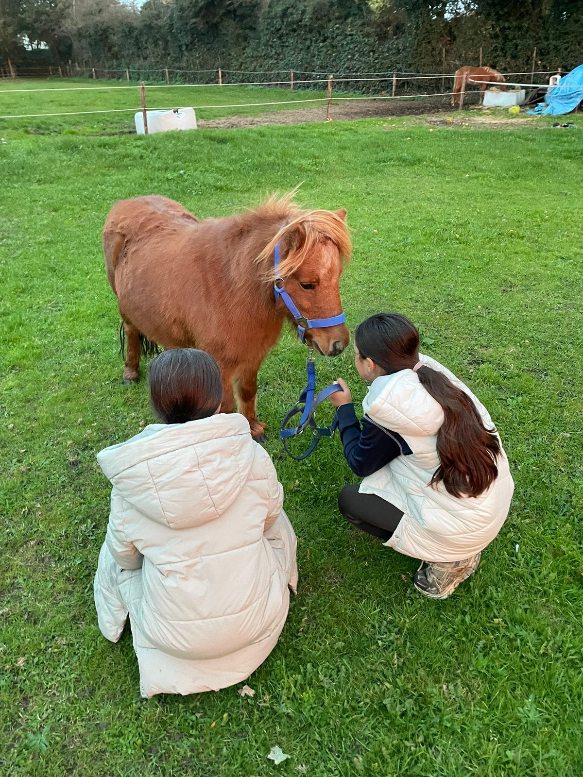 Super lieve kinder shetlander, Dieren en Toebehoren, Merrie