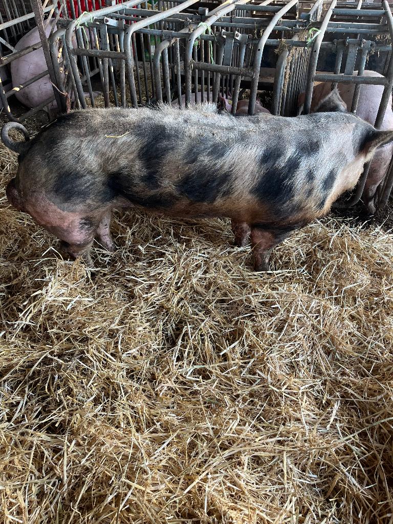 Verrat, Animaux & Accessoires, Mâle, Porcs, 0 à 2 ans