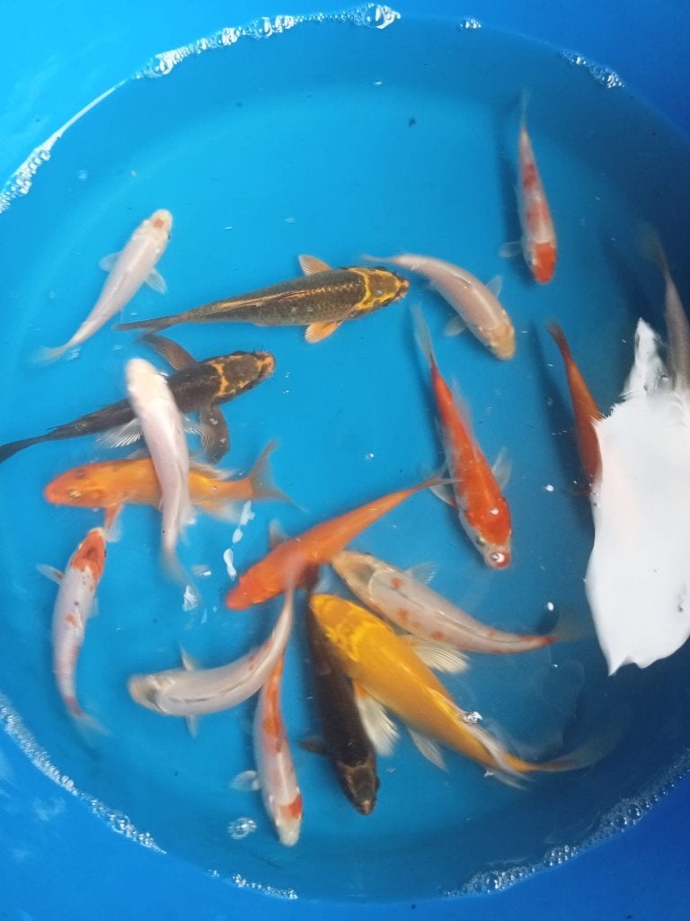 Koi 10-12 cm, Tuin en Terras, Vijver-toebehoren, Ophalen, Nieuw, Overige typen