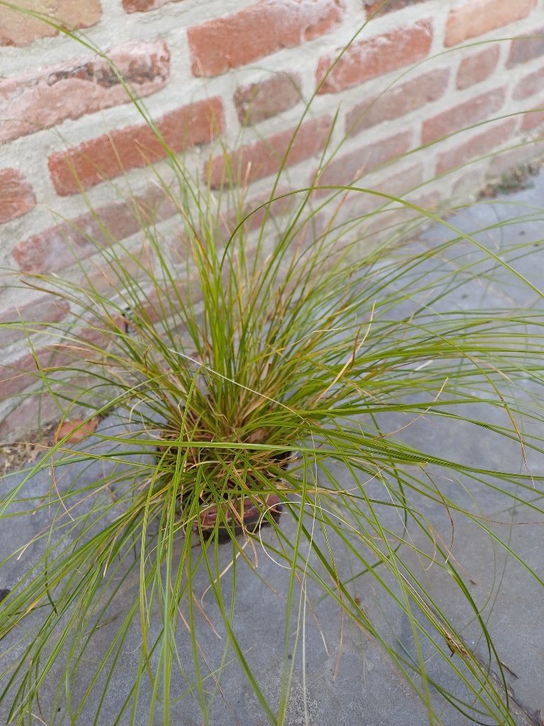 1 carex testacea prairie fire, Enlèvement