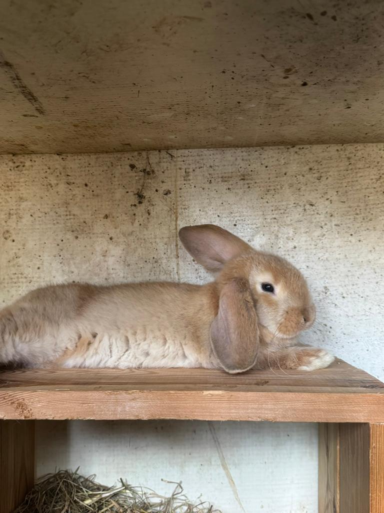 Hangoor konijn, Mannelijk, Middelgroot, Hangoor, 0 tot 2 jaar