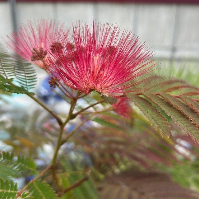 Perzische Slaapboom of Albizia, Tuin en Terras, Ophalen of Verzenden, Zomer, In pot, 100 tot 250 cm