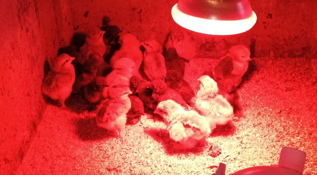 Eendag kuikens van Brahma groothoenders, Plusieurs animaux, Poule ou poulet