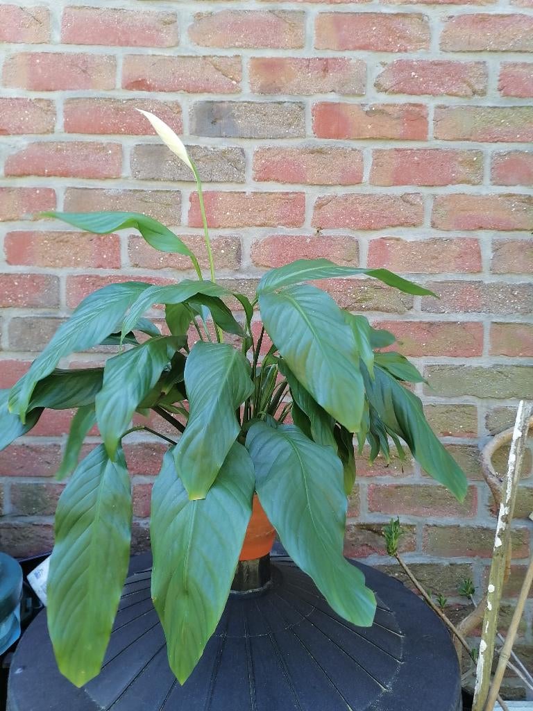 Fleur de lune (spathiphyllum), Huis en Inrichting, Kamerplanten, Overige soorten, Minder dan 100 cm, Halfschaduw, In pot, Ophalen